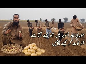 Potato farming |Potato crop cultivation, sowing time, fertilizer, water and spray schedule, IR FARM