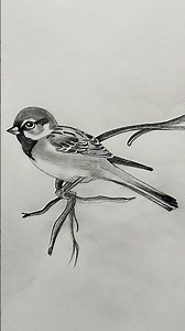 gauraiya chidiya drawing / sparrow bird drawing / easy bird drawing #shorts #drawing