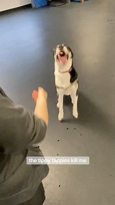 6.7K views · 393 reactions | Our adoption promo is on and we want to find our girl Freyja her forever home. She’s been in and out of care for about 2 yrs and is still looking for for that perfect fit - maybe it’s with you? MJ helps Freyja show off how sweet she is, and runs through some of the training perks you’ll get with our team when you add her to your family. Call our adoptions team to learn more! ☎️ 204-982-2035 #adoptdontshop #family | Winnipeg Humane Society | Facebook