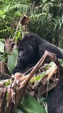 How Gorillas Survive #gorillatrekking #africasafari #wildlife