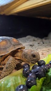 🐢 Say hello to one of our SREL animal ambassadors, the gopher tortoise! These tortoises are native to the southeast and are herbivores meaning they enjoy a wide variety of plant material, including grasses, leaves, and fruits like this blueberry. These tortoises are considered to be a keystone species, which means their presence has a significant impact on their environment. Gopher tortoises dig deep burrows that offer shelter to over 350 other species such as frogs and snakes to small mammals 