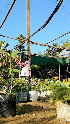 Visiting flower nursery | New Dimasa video #flower #garden #nature Kpop kdrama Bollywood songs