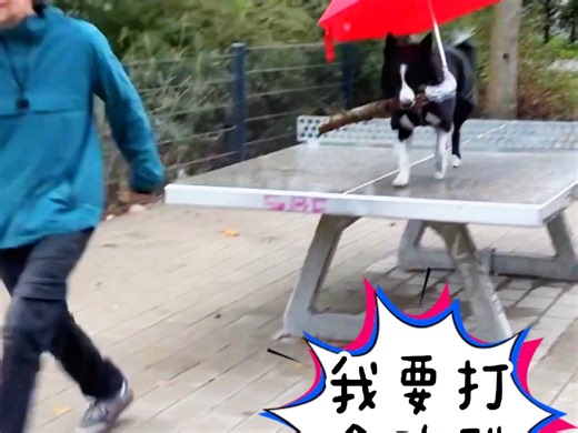 下雨遛狗不一定需要狗雨衣，对边牧来说给它把伞也不是不行，他甚至可以自己打伞跑酷