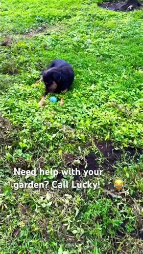 Lucky the Gardener — Hard at Work! 😂🌿
