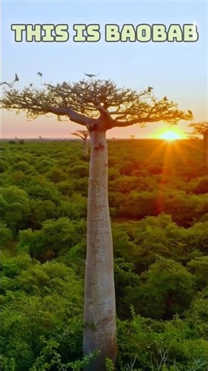 Part 2 | The Rarest TREE in the WORLD 🌎 🌳#raretrees