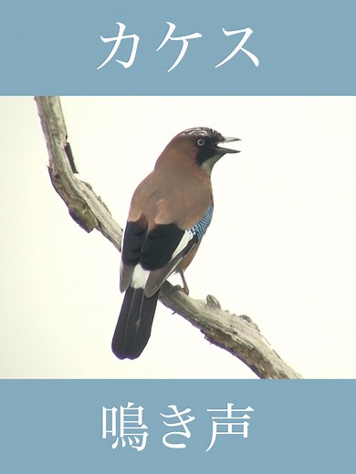 カケスの地鳴き声の魅力