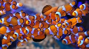 Caractéristiques, habitat et plus du poisson-clown ▷➡️ Postposmo