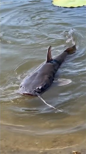 my pond setup catfish