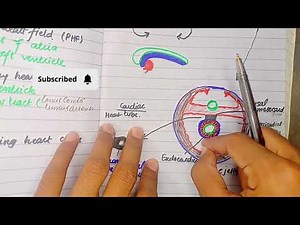 Formation and Position of heart Tube | CVS Embryology