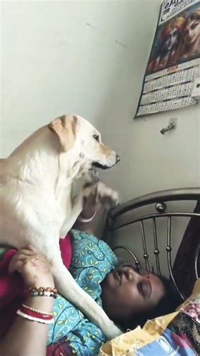 #건강한중년 #husky #labrador #germanshepheard #gsds #dogbreed 😂🤣