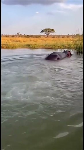 best animal fart🤯#grow#animalvibes#viralshorts