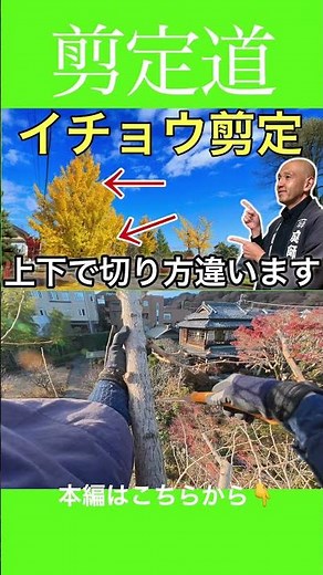 Pruning ginkgo trees: different cutting methods for the top and bottom #pruningmethods #gardentre...