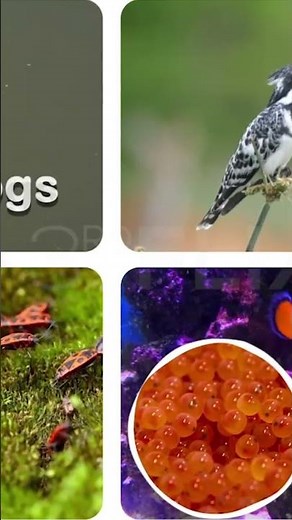 Reproduction in Animals 🐣 | How Animals Give Birth | #Shorts | Power Learn Junior