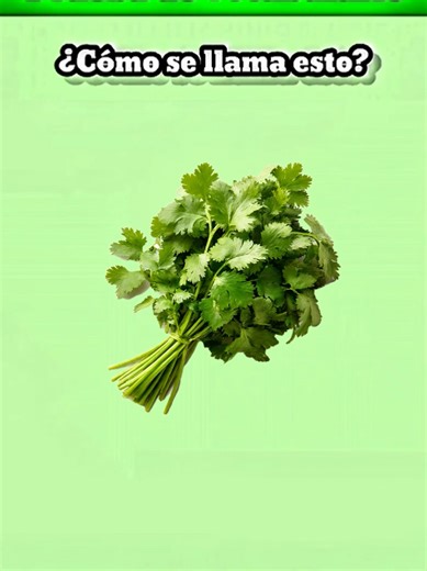 Spanish Vocabulary Test for Beginners