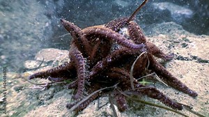 Close-up group of starfish feasts on sea urchin on underwater floor in Japan. On underwater floor of Japan Sea, group of starfish feasts on sea urchin.