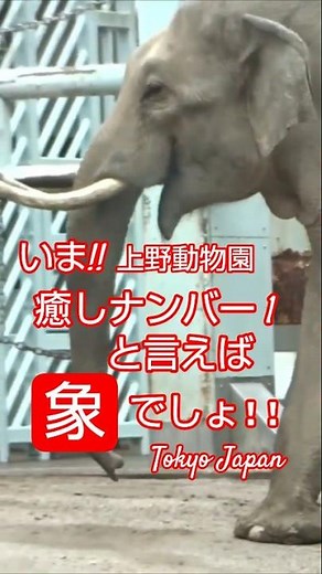 東京上野動物園 🤗💕今！ 癒しナンバー1と言えば『象』 🐘でしょ！Elephant Ueno Tokyo Zoo Japan 素晴らしい世界旅行