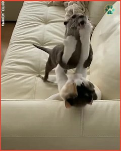 568K views · 7.4K reactions | otter paying with his best friend cat, friendship between otter and cat 殺 . . . . #otter #cat #catlovers #cats #funnyanimals #animals #petstagram #ottersofinstagram #cuteanimals #pets #funnymoments #petsofinstagram #funnychallenge . . Visit to  By_ig _@otter_melonpan | Daily Hug | Facebook