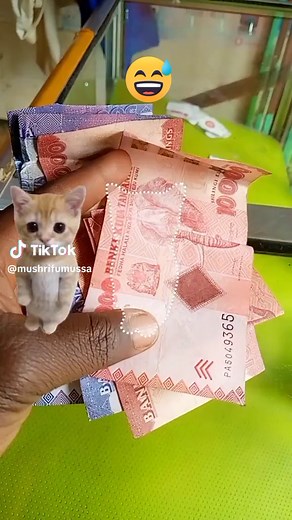 Exploring Kenyan 1000-Shilling Banknotes