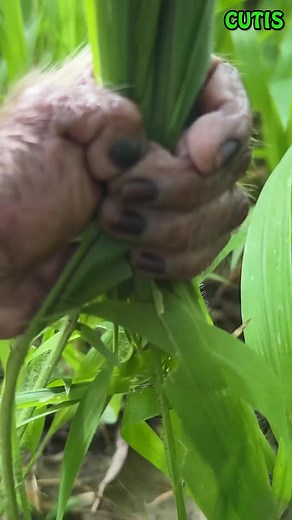 Monkey Diligently Harvests Grass to Feed Friends at Home . . #monkey #monkeys #monkeydluffy #monkeybusiness #monkeyforest #monkeybars #monkeynapkin #monkey47 #monkeylove #monkeytemple #monkeyingaround #monkeyisland #MonkeyKing #Monkeybeach #monkeyyear #monkeyhaircut #monkeybread #monkeyshoulder #monkeyseemonkeydo #monkeybar #monkeymind #monkeypose #MonkeyFace #monkeyman #monkeytime #monkeyfist #monkeygirl #monkeyforestubud #monkeysofinstagram #monkeypod #monkeybibi #monkeykaka #monkey2026 | Monk