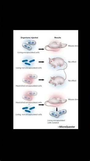 Griffith experiment Genetics 🧬#science #biology #microbiology #viralshorts