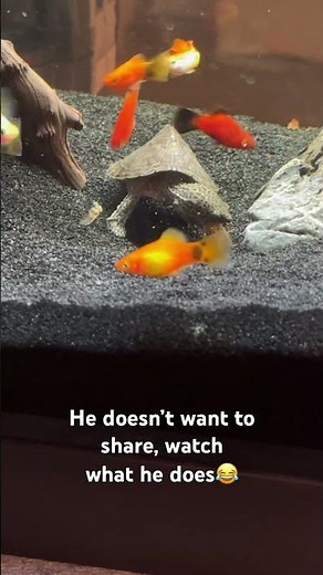 Ollie is a Razorback Musk turtle. #aquarium #turtle #turtletank #muskturtle