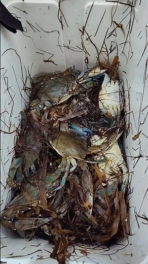 Catching Blue Crabs in Tampa Bay Florida