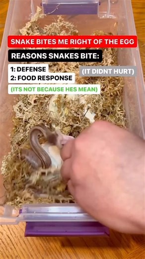 Baby snake BITES me right out of the Egg!
