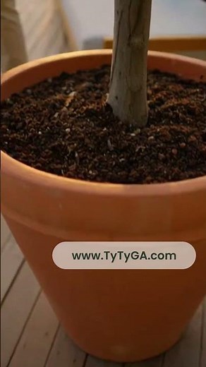 Grow Olive Trees in Pots | Patio Garden Upgrade from Ty Ty Nursery