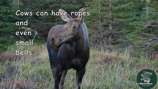 8.1K views · 673 reactions | Welcome to Moose & Coffee with MooseMan...