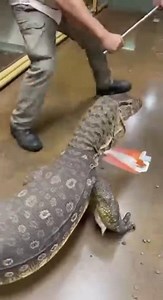 Giant Reptile ESCAPES Exhibit 😱🐍🏃‍♂️💨