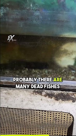 Exploring an abandoned house with an intact aquarium! 💦🐠