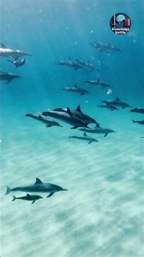 The Smartest Creature of the Ocean | knowledge battle