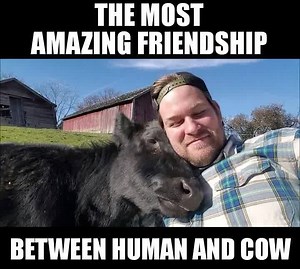228K views · 3.3K shares | The most amazing friendship between human and cow  +  = <3 Barn Sanctuary | Barn Sanctuary | Facebook