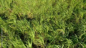 Grass background on a summer sunny day. Green meadow grass, aerial view. Wildlife of the Dominican Republic. Plantation of sugar cane. Walk on the grassy field.