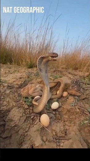 Real Snake Sound 🐍🔊 | Scary Hissing Audio #shorts #nature