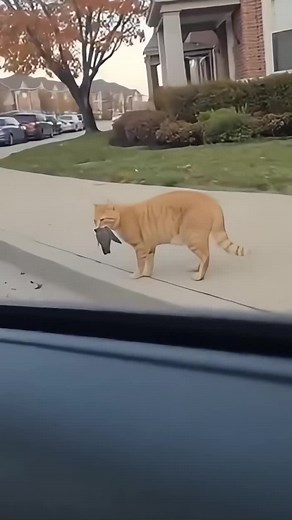 Cat Reacts to Car Horn in Hilarious Escape Moment