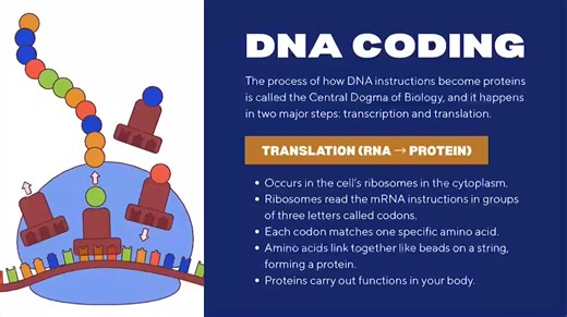 🧬 DNA & RNA: the ultimate teamwork behind life! DNA safely stores the instructions that make you, while RNA acts like the messenger—carrying those instructions to build proteins. 📖➡️🧪 Double-stranded, twisted DNA holds long-term information, while single-stranded RNA is flexible and ready to work. Understanding their structure helps explain their function—and suddenly biology starts to click! 💡 🎥 Watch the video to see how tiny molecules control big life processes 👥 Follow for clear, visua