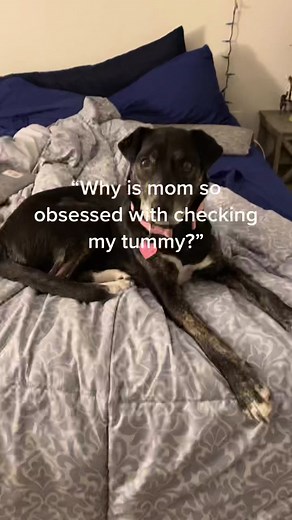 Dog Bloat: Signs, Symptoms, and Tips for Prevention