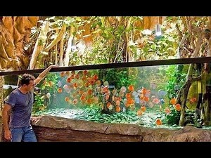 Time for Feeding Discus in Large Planted Aquarium | Gorgeous Discus Tank