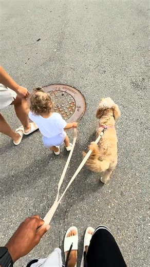 Cockapoo Love on Reels