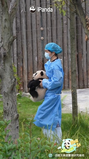 788K views · 16K reactions | Who says panda babies are naughty? The panda cub is absolutely angelic in its keeper's hands. #adorable #HiPanda #PandaFun #ChengduPandaBase #HowGiantPandasGrowUp #BestJobInTheWorld #PandaMoment For more panda information, please check out: https://en.ipanda.com | iPanda | Facebook