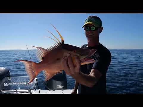 Catching hogfish in Florida on hook and line