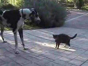 Cat vs. Great Dane