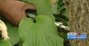 New Treatment Could Save Omaha's Ash Trees