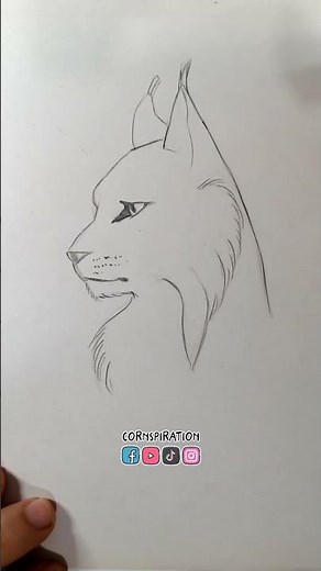 How to draw a Lynx 👨‍🎨👩‍🎨