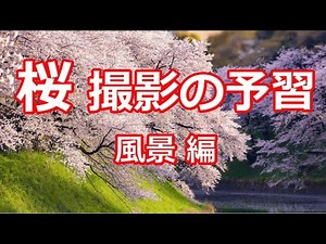 桜撮影の予習 風景編