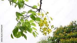 Cassia fistula known as the golden rain tree yellow flowers is swaying in the wind. Yellow flower in isolated white background. Slow-motion video.