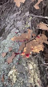 300 Win Mag on big Wildboar in Turkey | Drivenhunt | #drückjagd #rwshunting