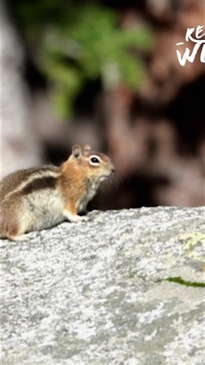 Discover the fascinating world of chipmunk hibernation! These tiny creatures, including the Least Chipmunk, lower their metabolic rate to survive winter. They periodically wake up to munch on stored food, ensuring they make it through the long, cold months. #Chipmunks #Hibernation #Wildlife #Nature #Animals From: Expeditions with Patrick McMillan Series 03 Episode 06 | Real Wild