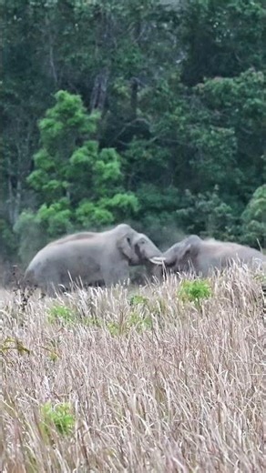 Crash into an #elephant